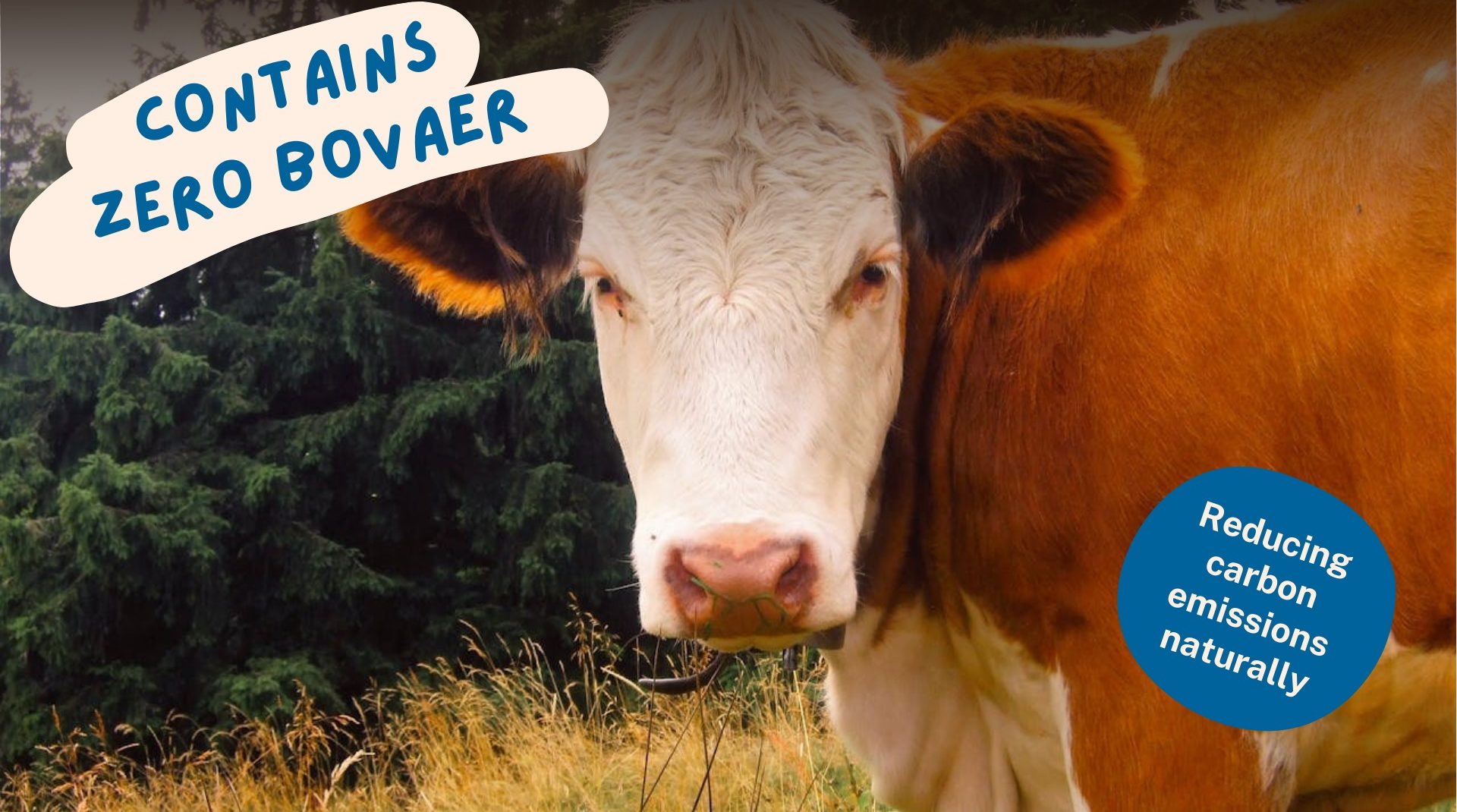 picture of a cow with caption 'contains zero bovaer'