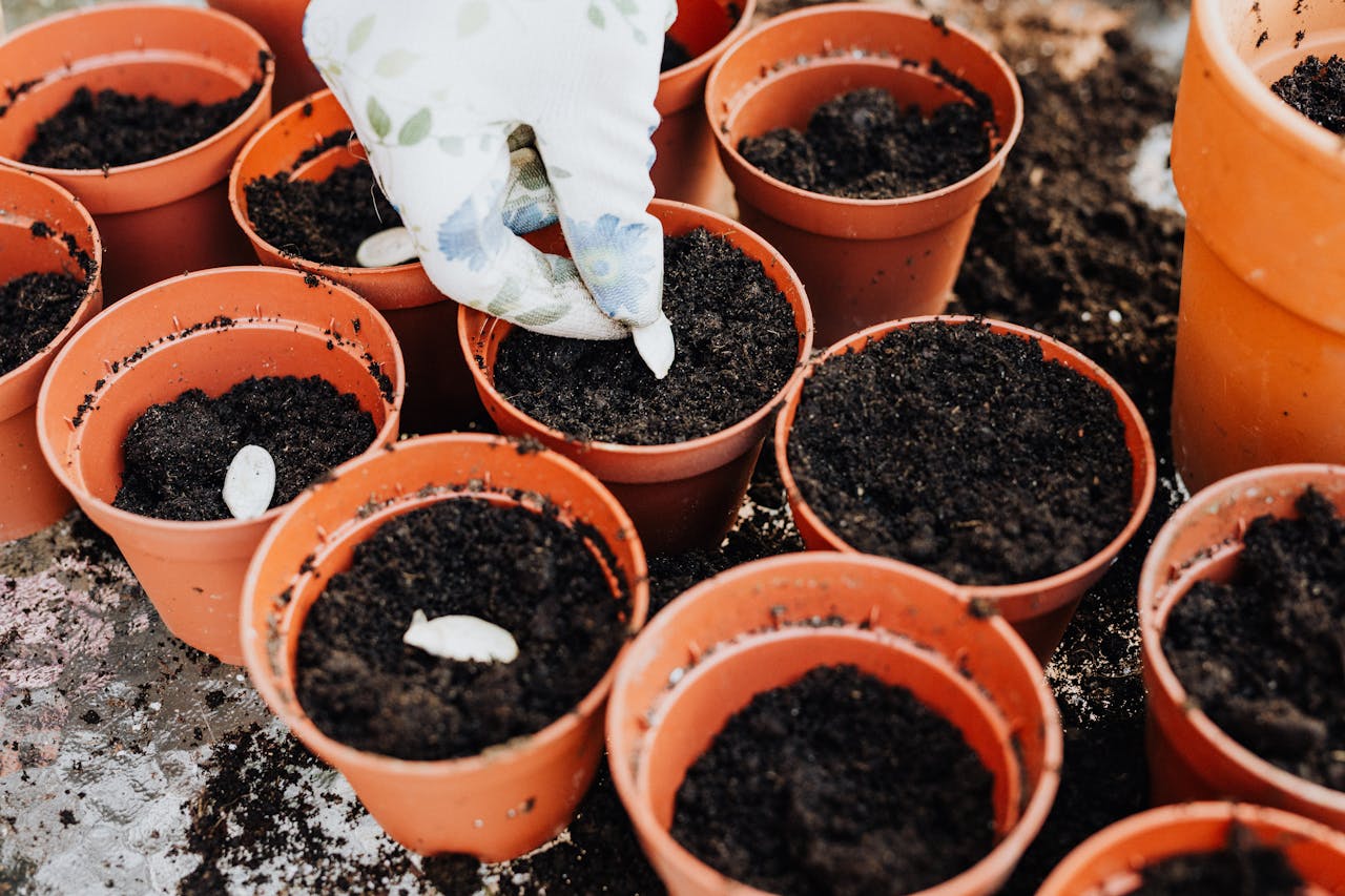 How to Save Fruit & Veg Seeds to Grow at Home